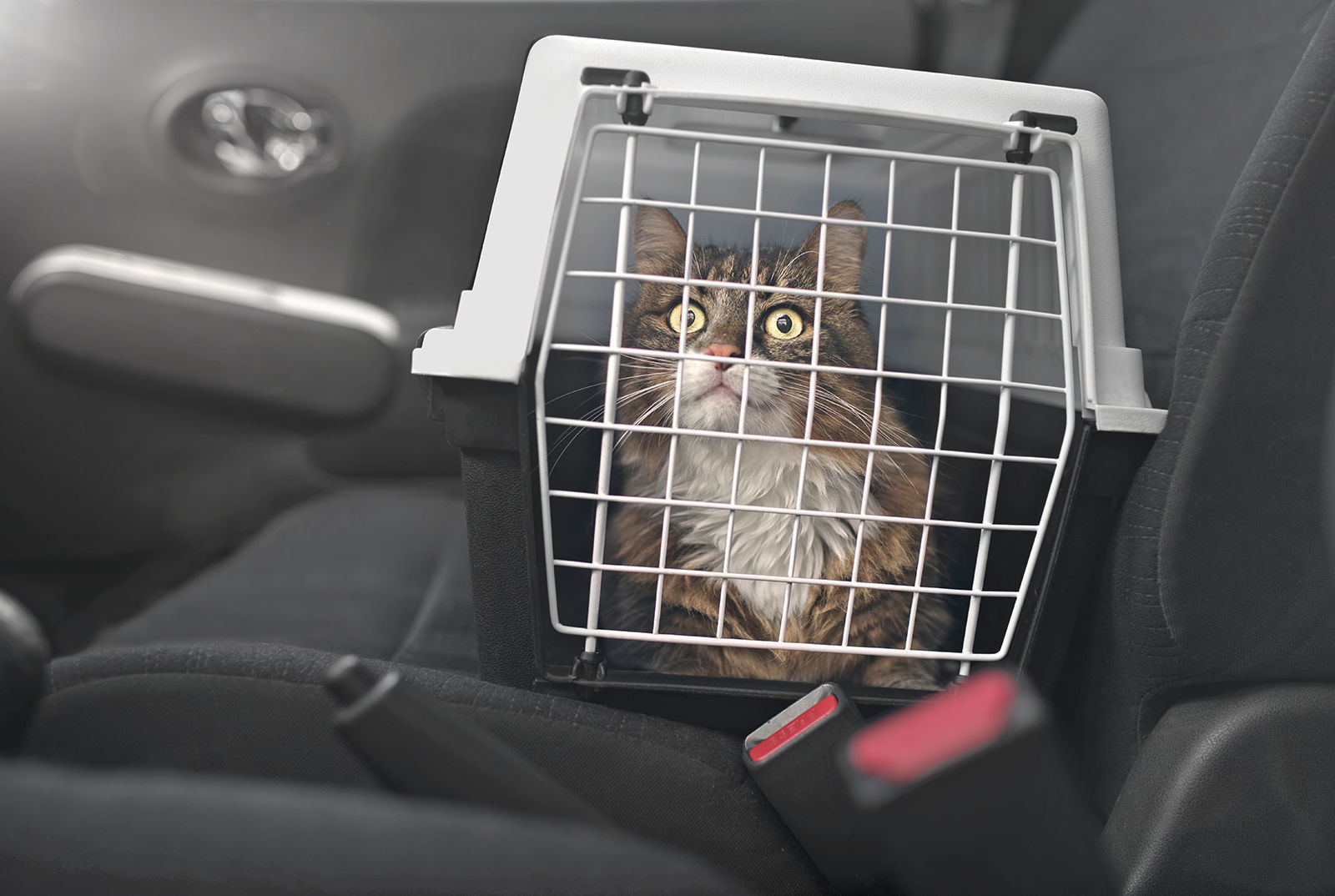 Vet visit